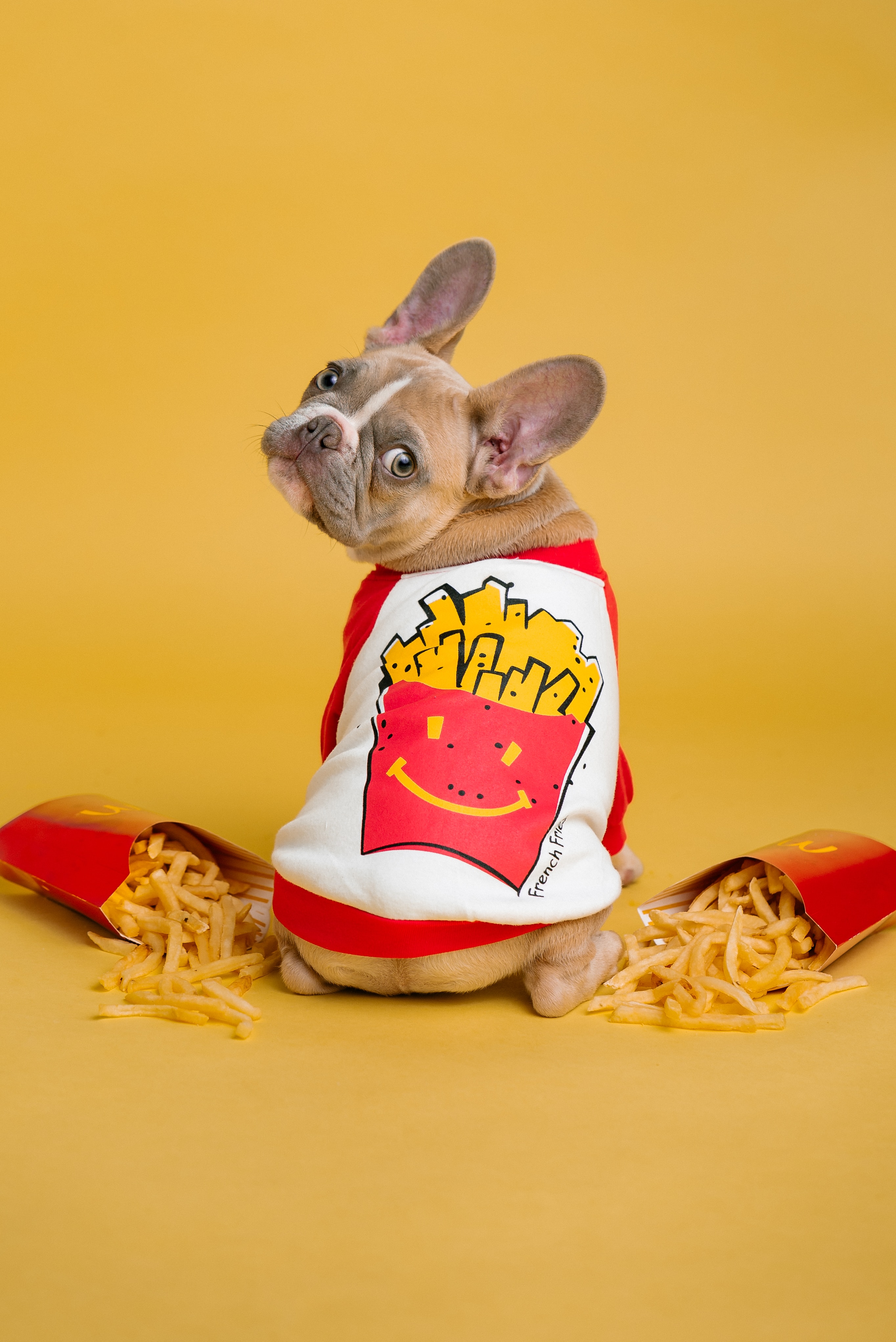 Imagen perro con sudadera de patatas fritas